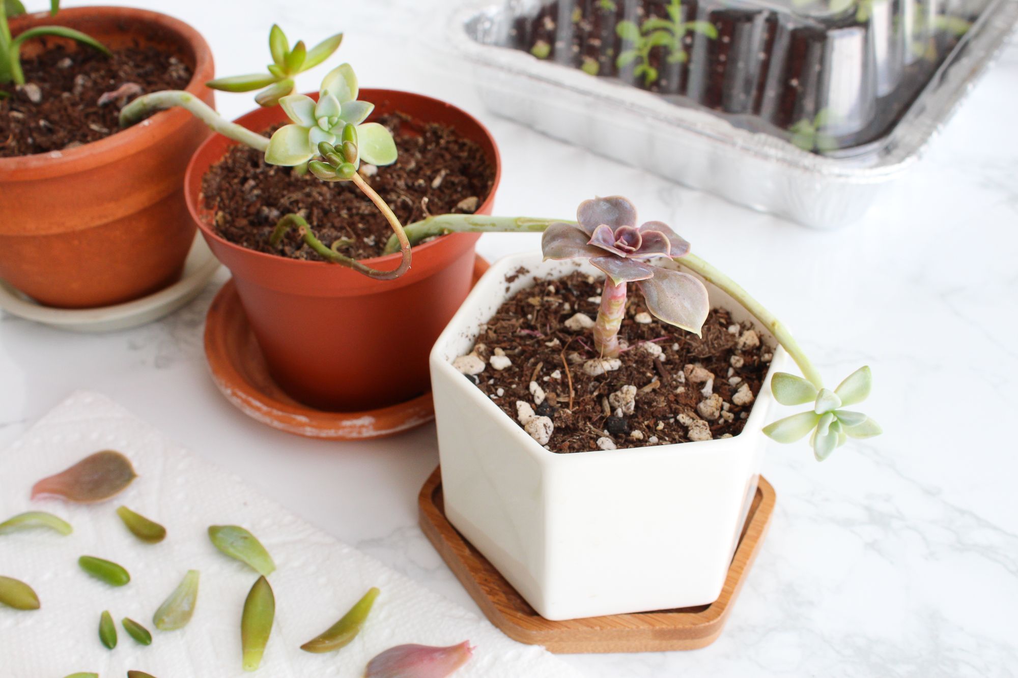 How to Take & Grow Succulents From Cuttings 5 Steps (with Pictures