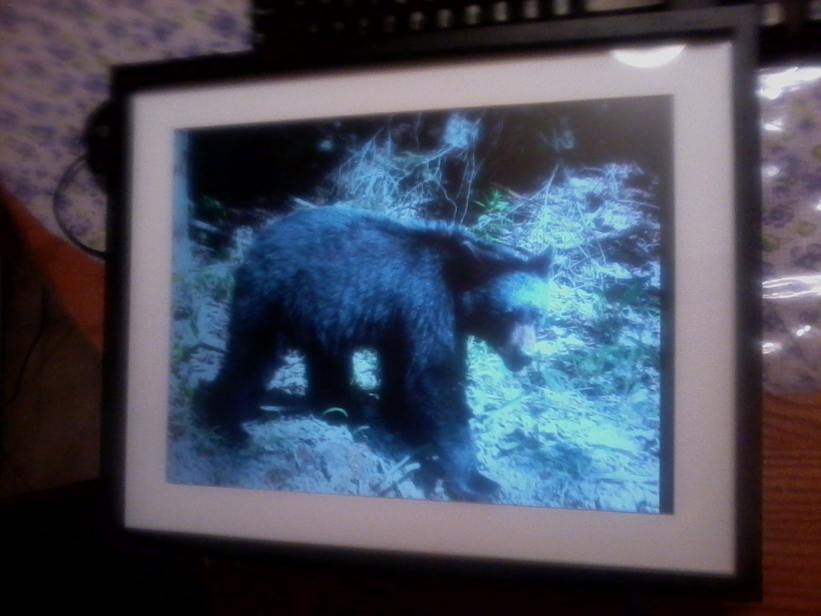 Digital Picture Frame or How I Stopped Procrastinating and Built