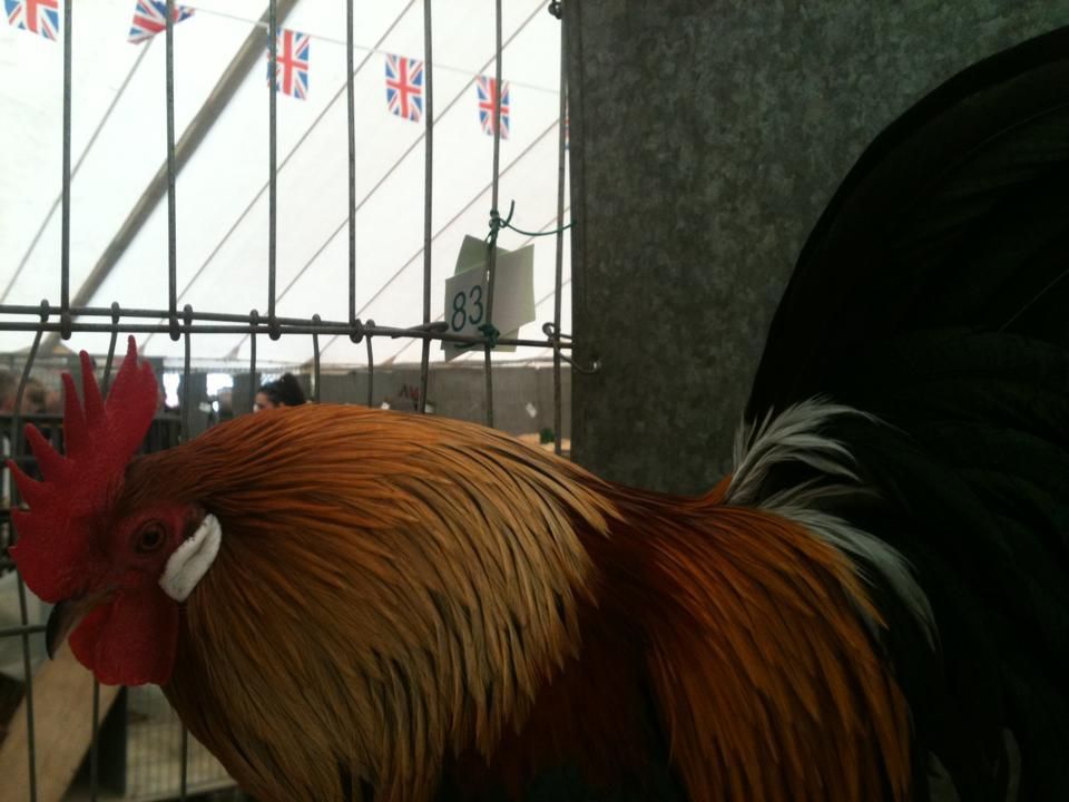 Uncle Mo's Original and Superior Magic Chook Constitution