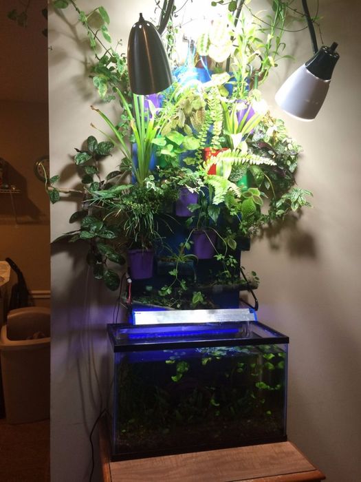Aquarium Aquaponic Wall : 20 Steps (with Pictures) - Instructables