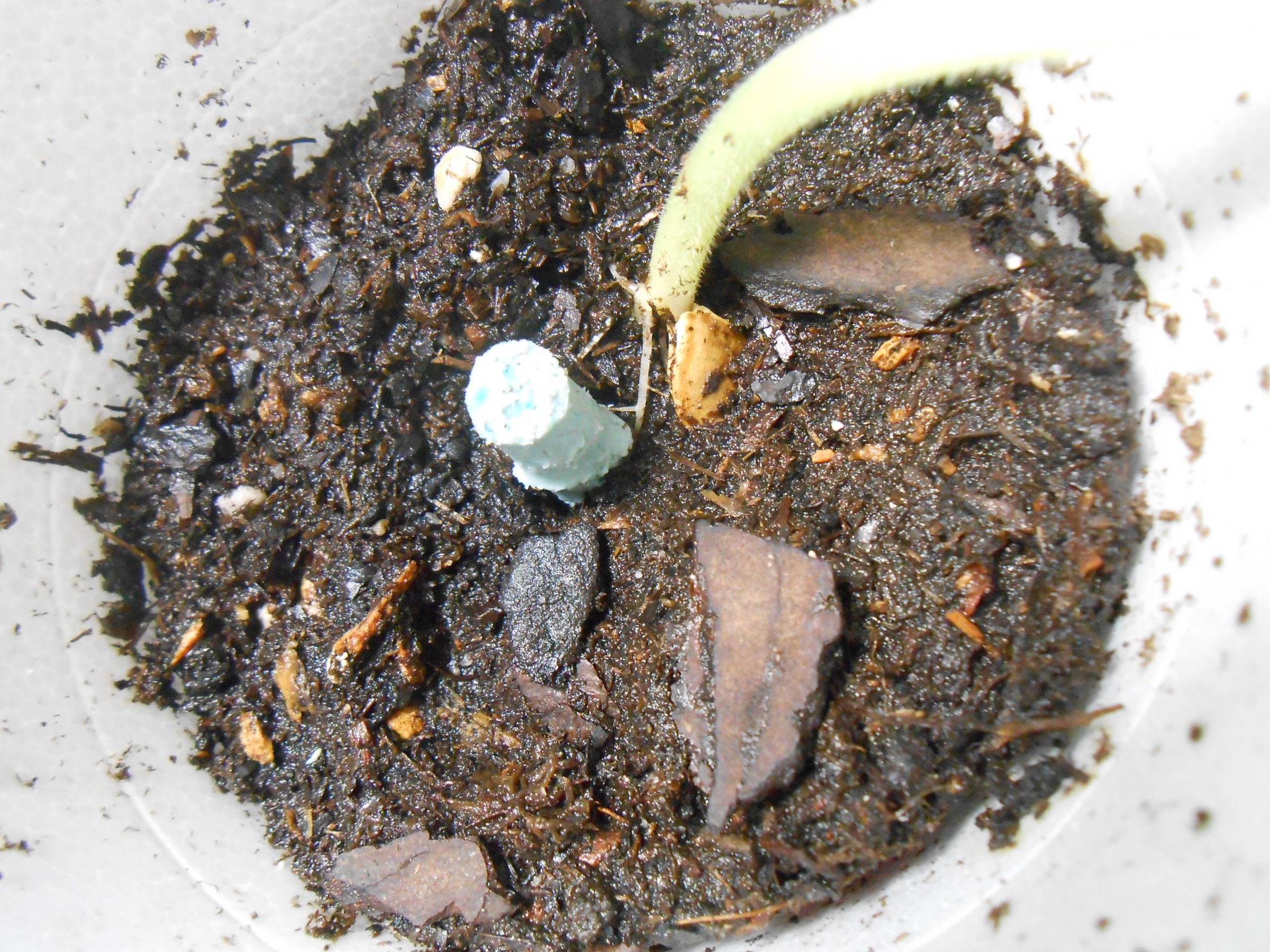 How to Grow Yellow Squash in Containers Instructables