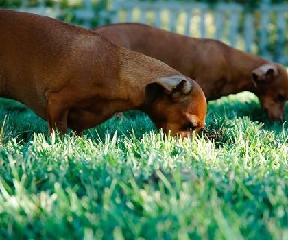 Ways to Keep Pets Away From Gardens and Backyard Farms