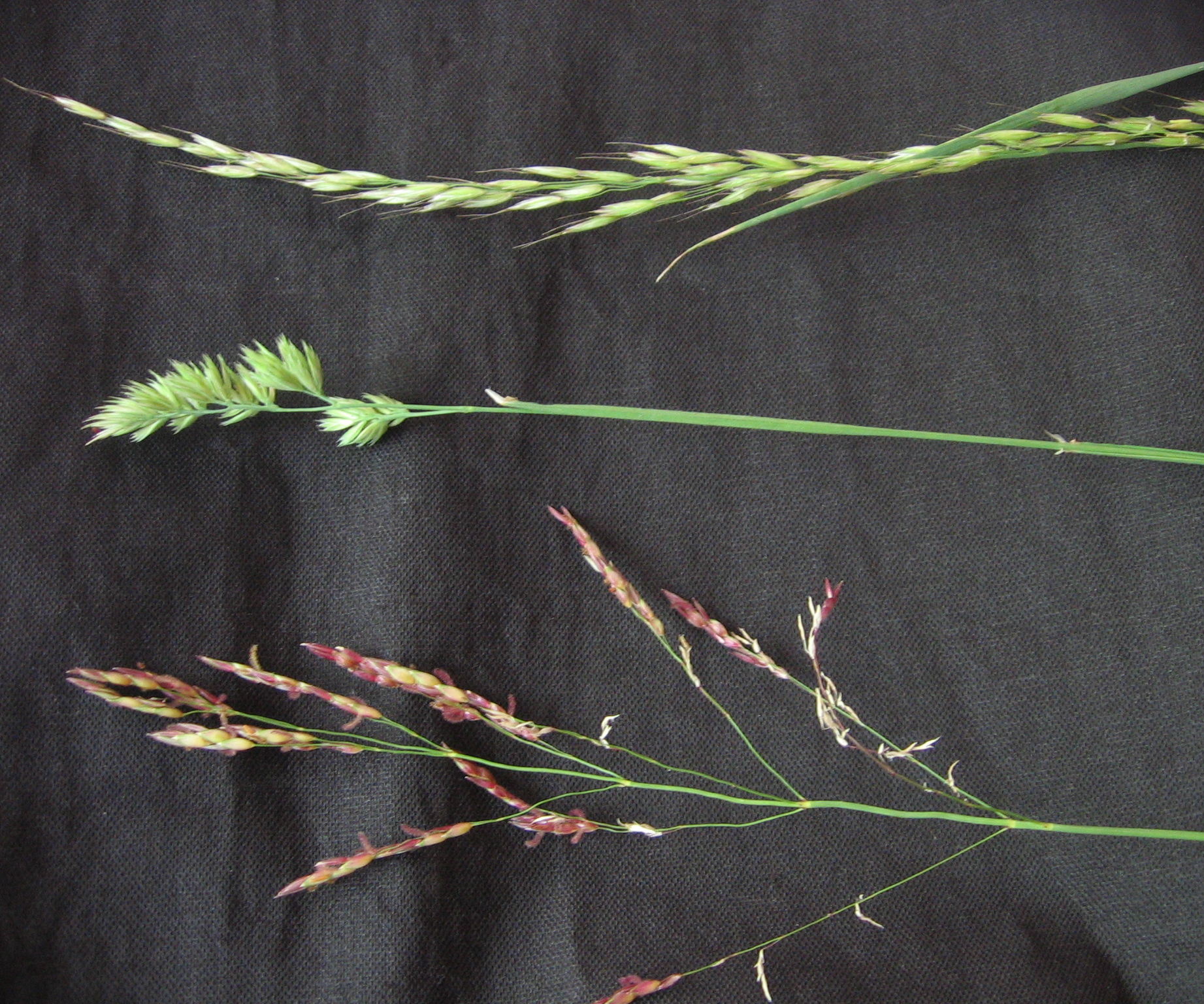 How to catch a lizard with a piece of grass