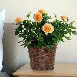 Valentine Plants Represents the Very Essence of Valentines Day