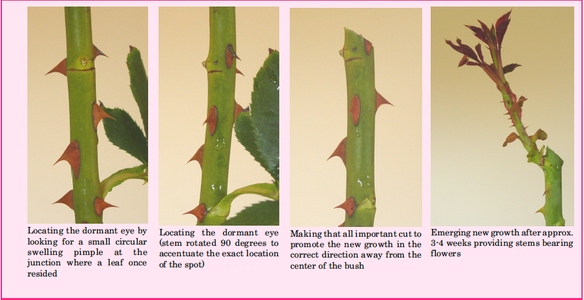 How to Prune Roses