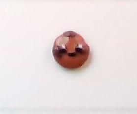 Clay Cookie