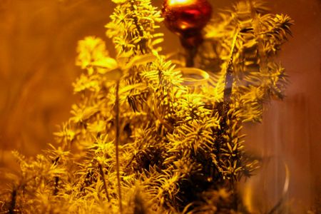 Christmas Terrarium Nighlight