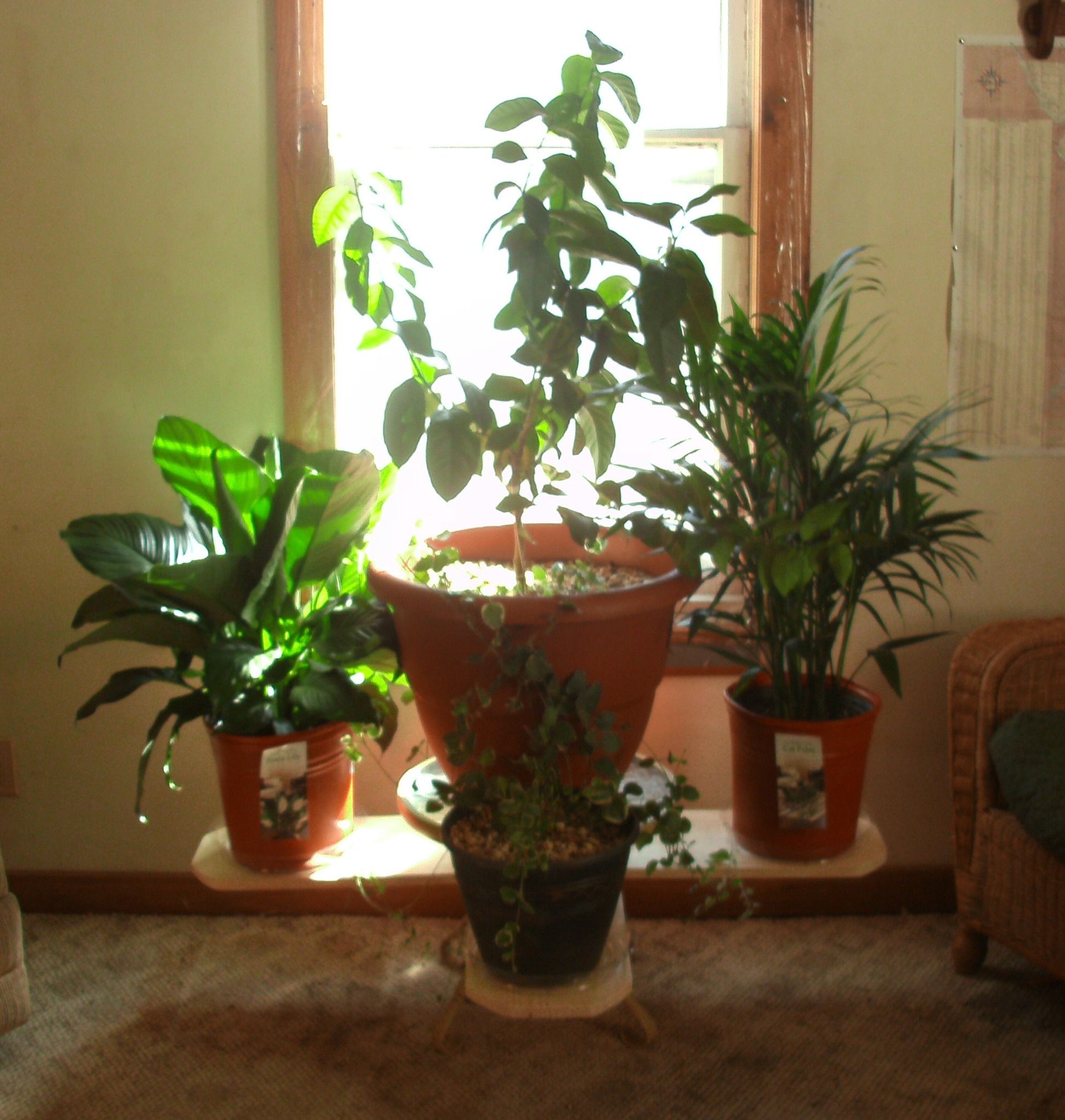 Balanced Plant Stand