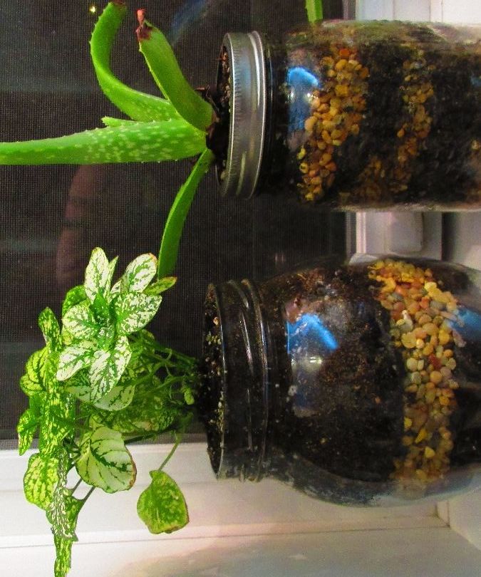 Jar Plants