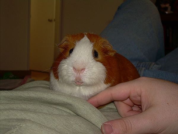 Teach Your Guinea Pig to Run in a Circle