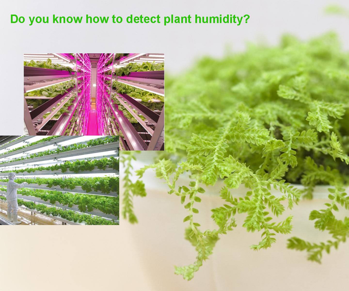 Plant Humidity Monitor