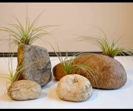 How to Make a Stone Air Plant Holder
