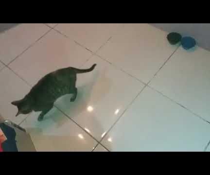 Apontador Laser Automatico Para Gatos