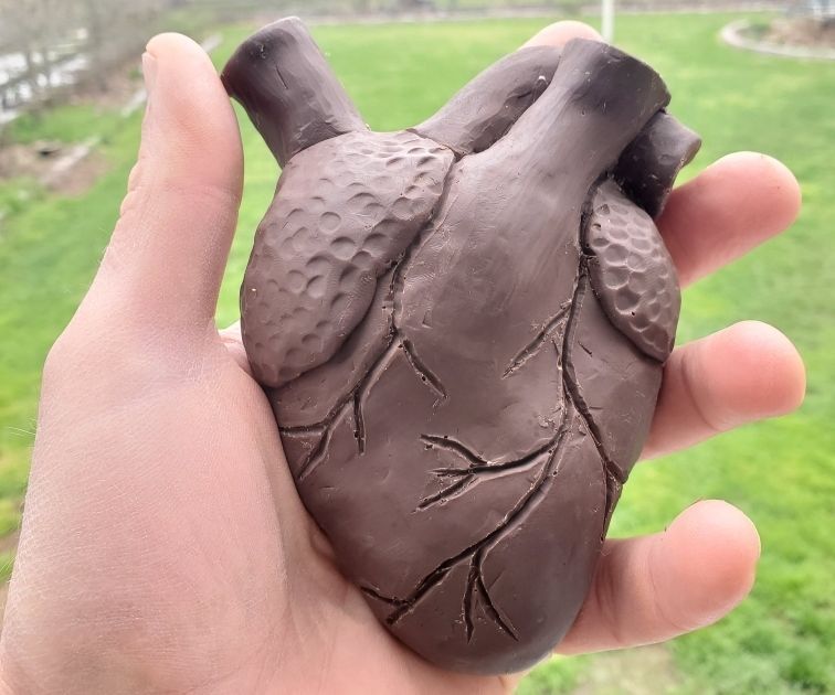 Human Heart - a Multi Use Mold - Chocolate, Wax, Jello, Resin, Brownies?