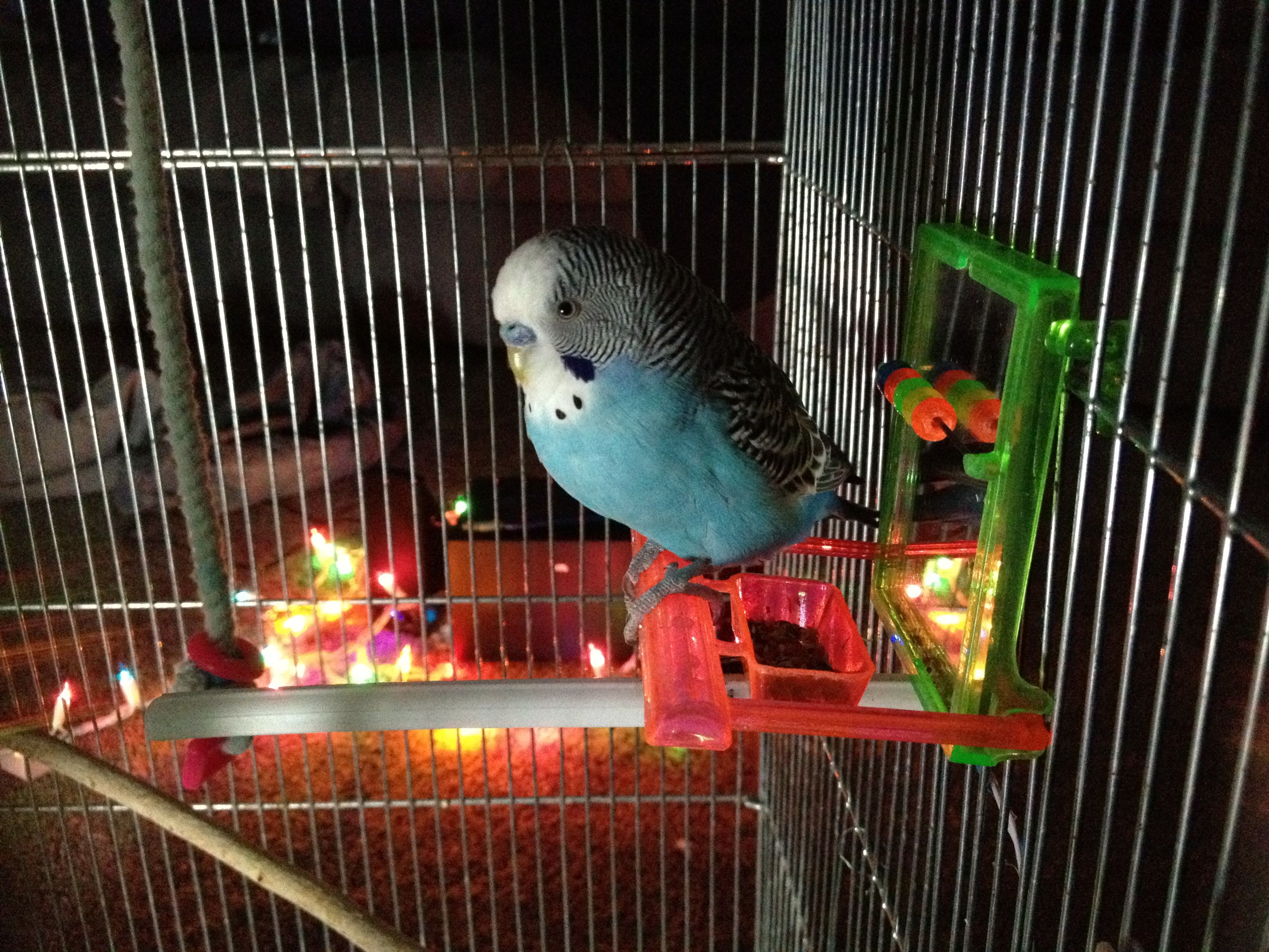 Parakeets Controlling Lights!