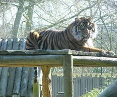 Try and Save Money on Best Ever Tadoba Resort Associated With Jungle Safari