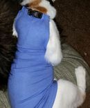 Cat Outfit