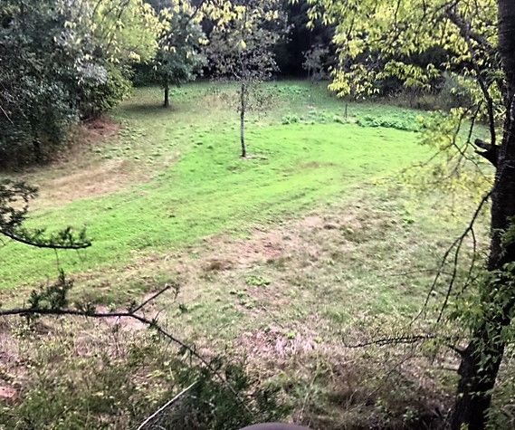 Clover Food Plot for Deer