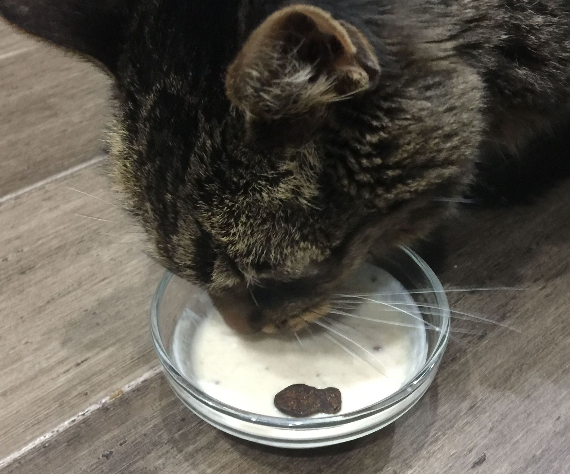 Purrrfect Tasty Cat Chow