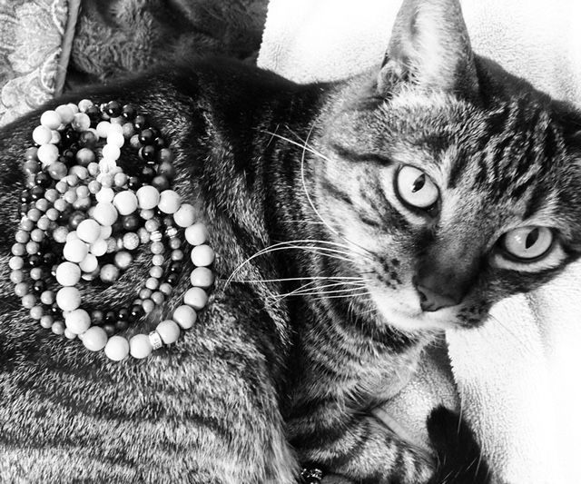  Black & White - Cell Phone Pet Photos, Part 2