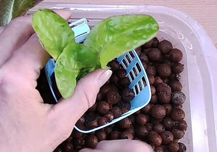 Plants in the System