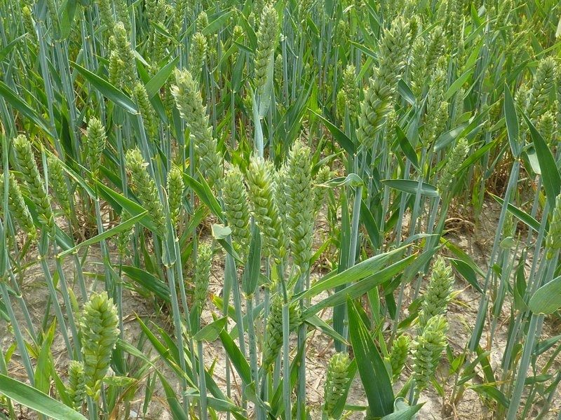Planting Wheat and Soy Beans