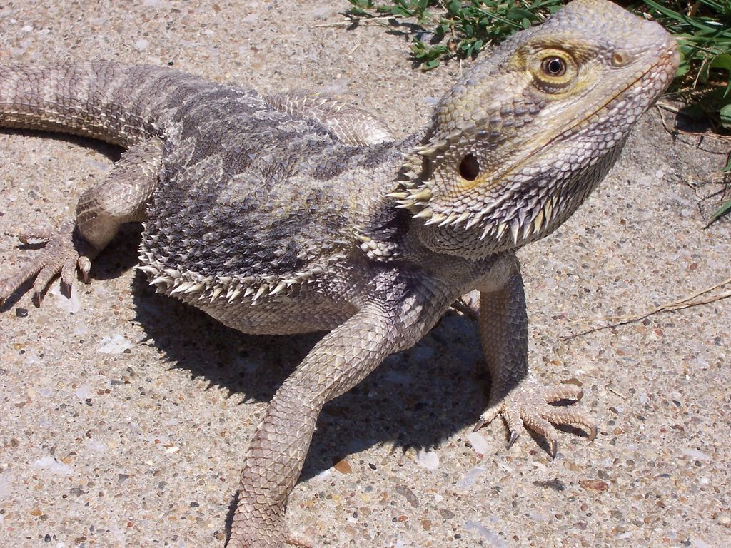 Complete Bearded Dragon Care