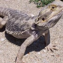 Complete Bearded Dragon Care
