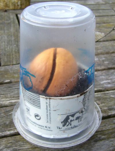 How to Grow an Avocado Tree in a Container ?