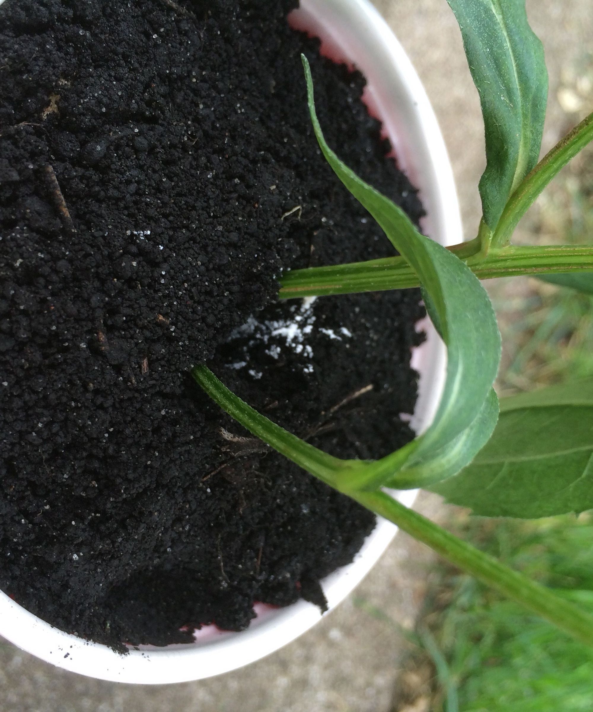 Clone Your Favorite Plants