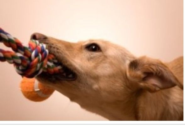 Home Made Dog Toy