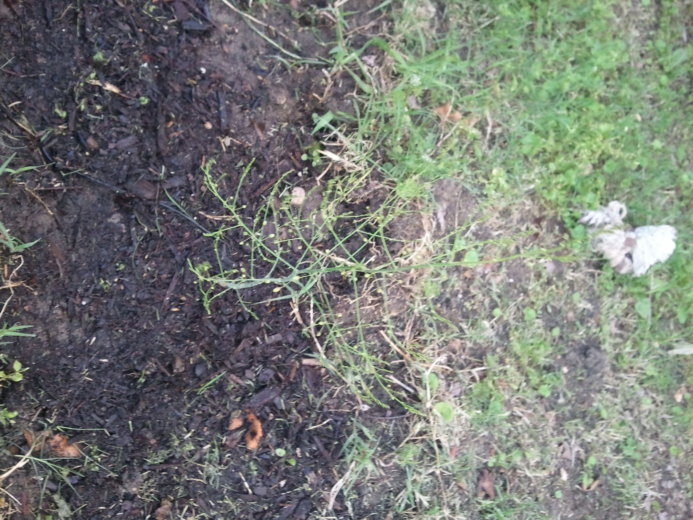 My Garden: Asparagus