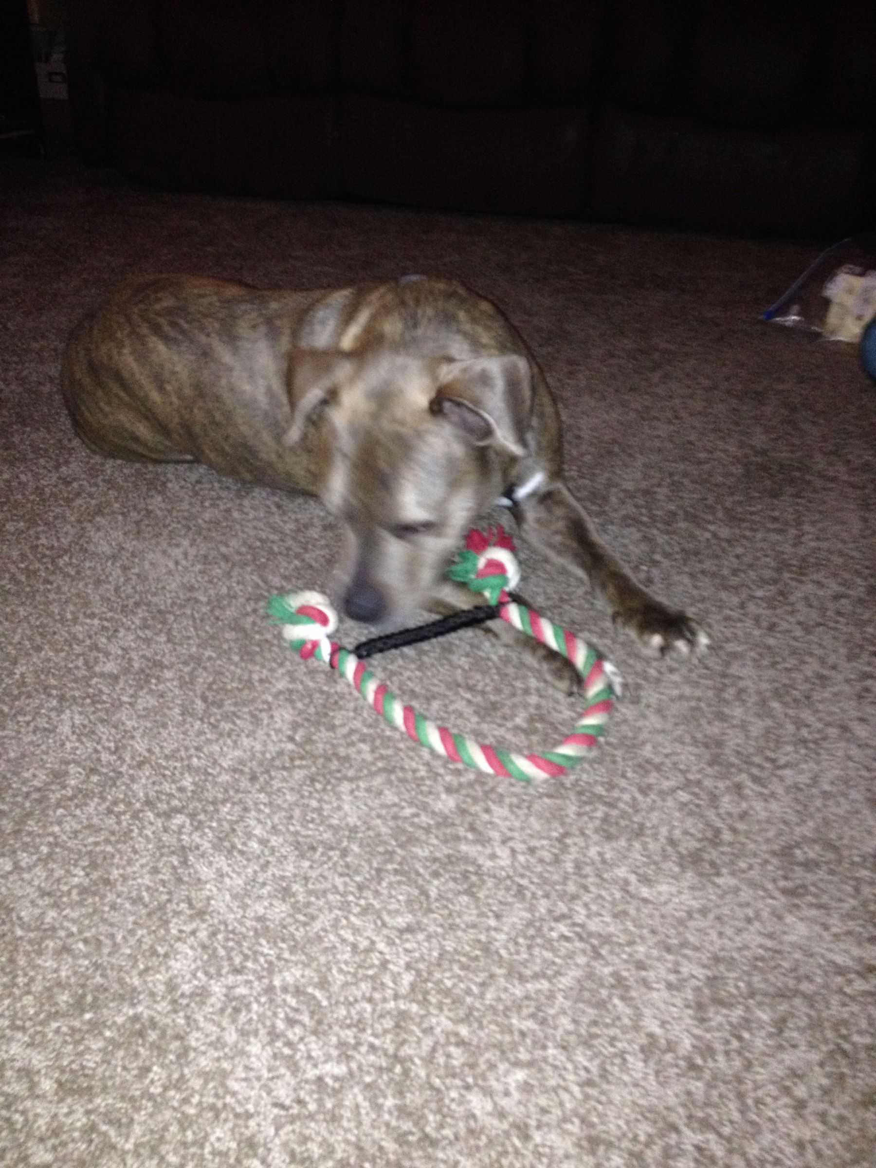 Long Lasting Dog Toy (Pet Contest Entry)