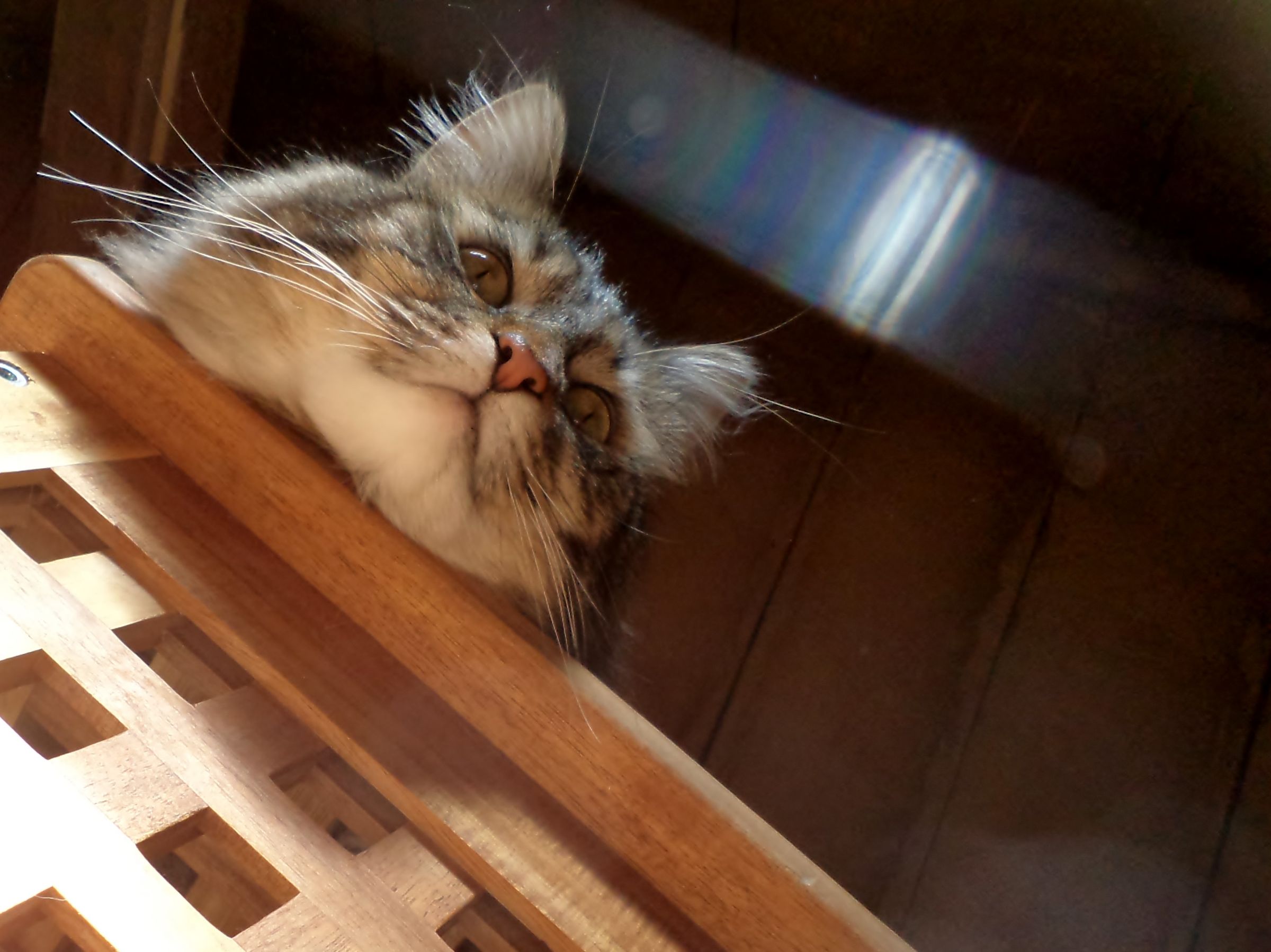 Elegant Ikea Hack Litterbox : 3 Steps (with Pictures) - Instructables