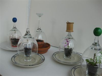 Shot & Wine Glass Terrarium / Seed Starter