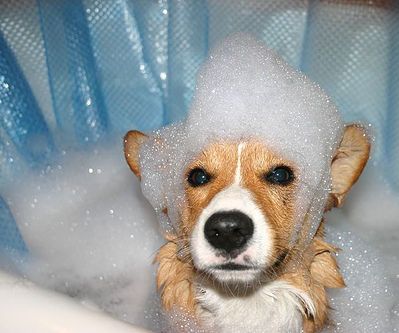 Properly Groom a Dog 