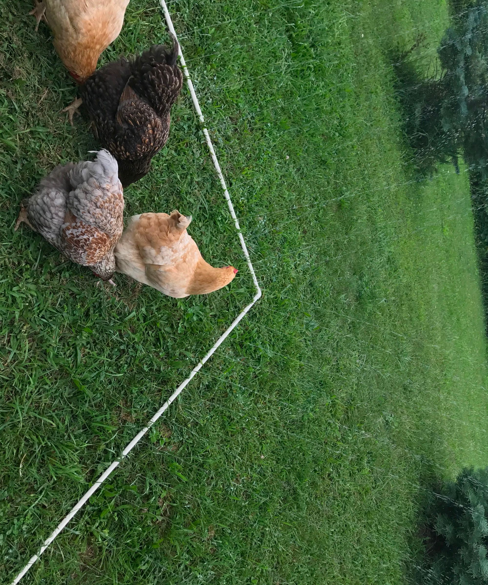 Sprinkler Chicken Fence
