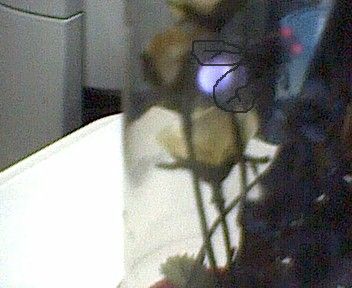 Pet Firefly in a Bottle