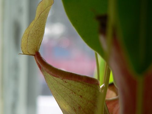 Nepenthes Pitcher Plant Potting Mix from Scratch