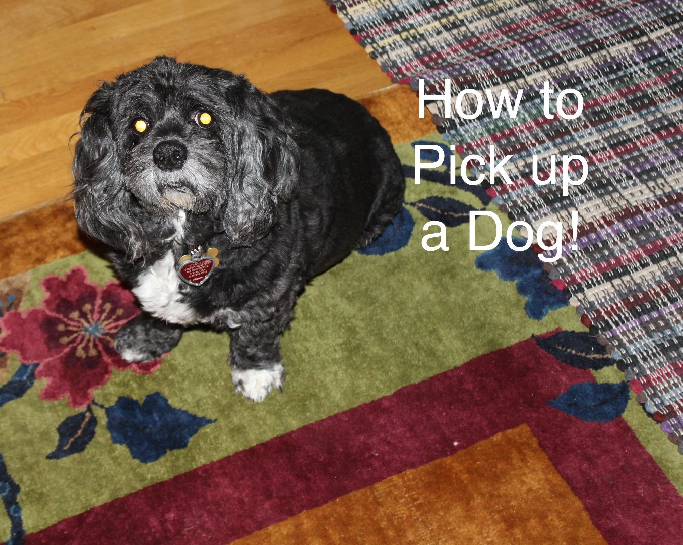 How to Pick Up a Dog! 3 Steps Instructables