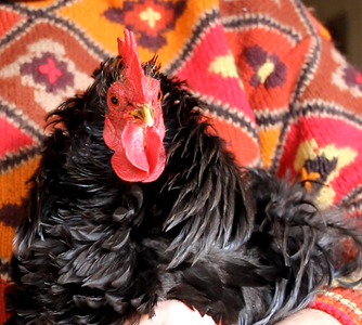 Do Poultry Make Good Pets?