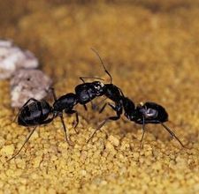 Tiny Little Ants Can Really Disturb You