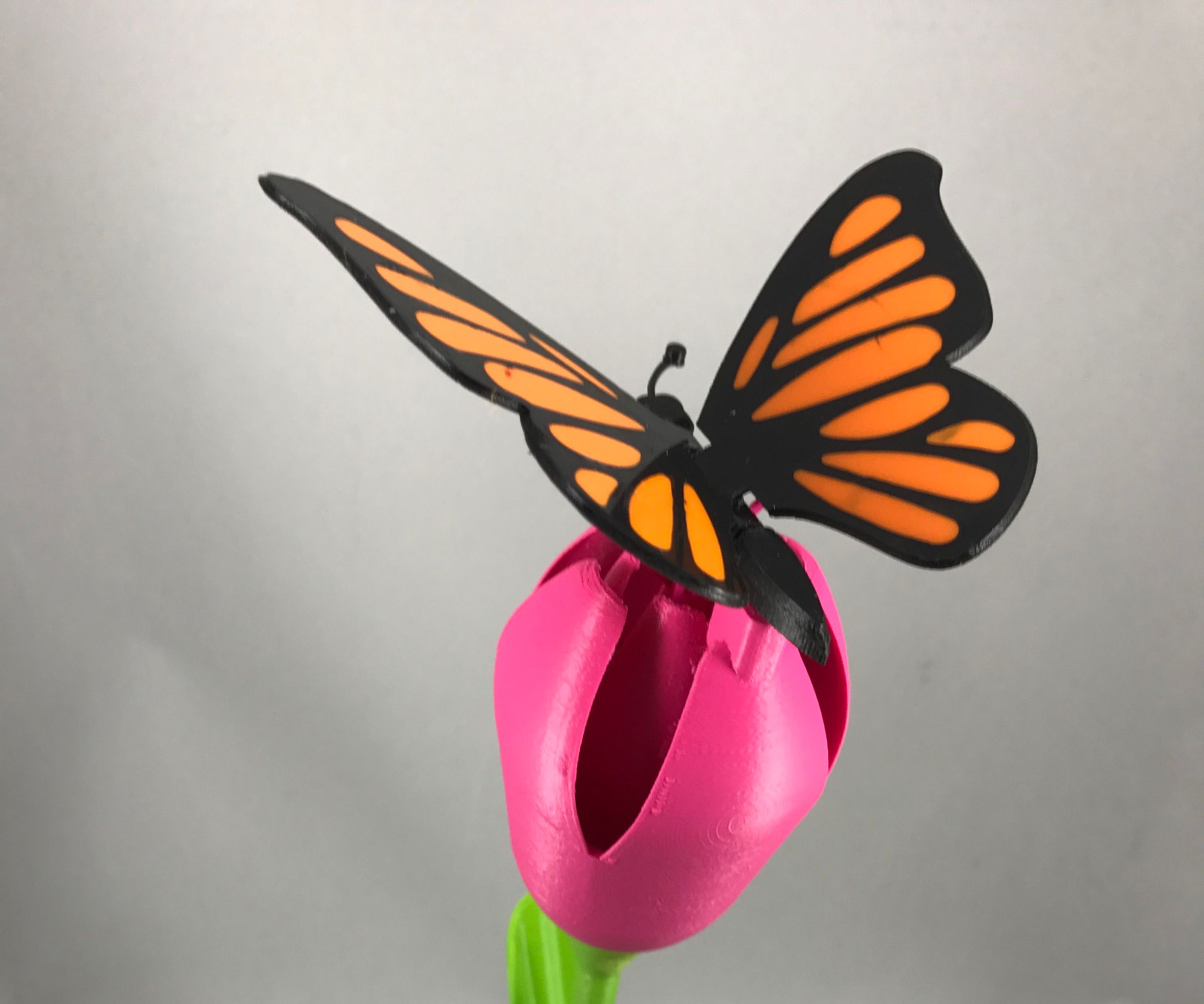 Butterfly, Animated.