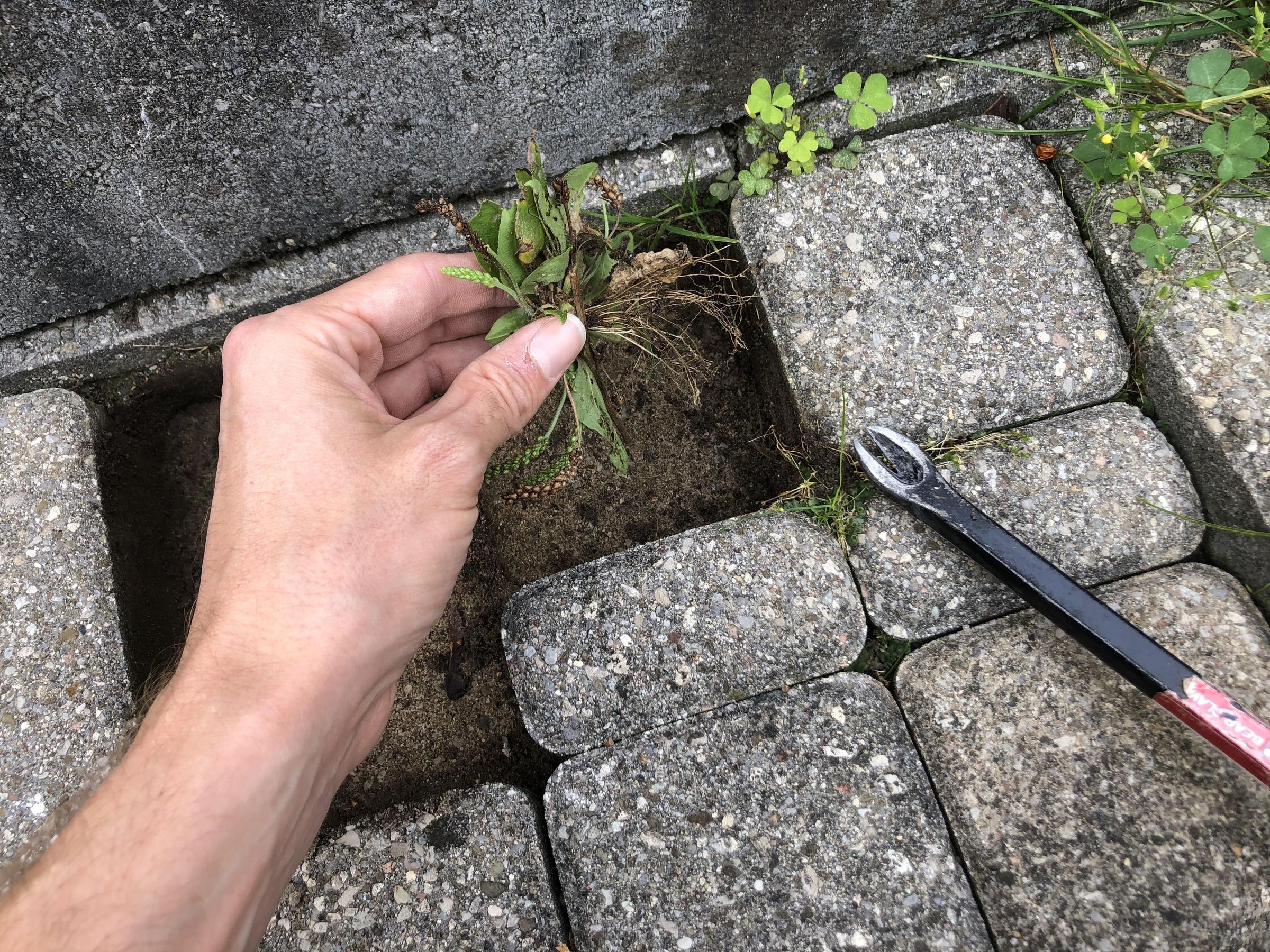 Repair Sunken Pavers 6 Steps (with Pictures) Instructables