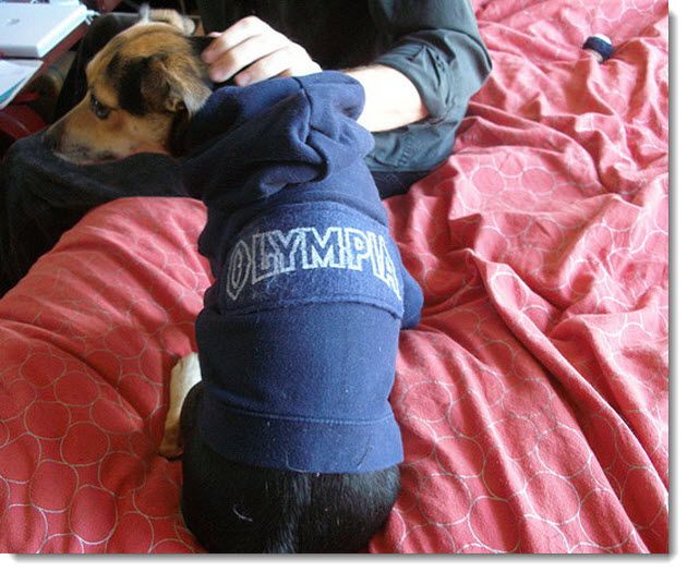 Make Your Pet Canine Look Attractive Using Chihuahua Clothes