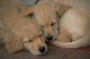 How to Breed Dogs