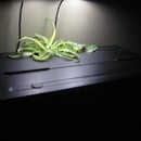 Fish tank plant cloner