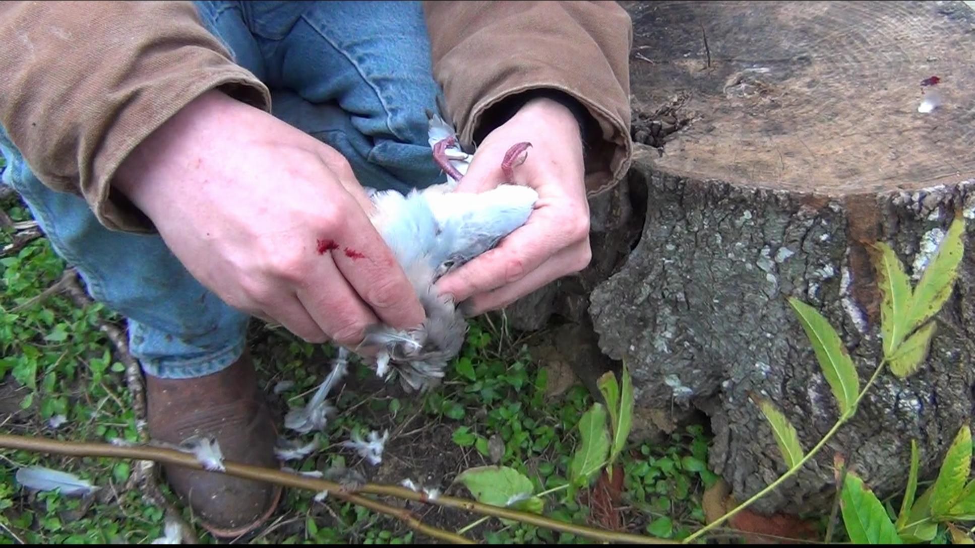 How to Field Dress a Dove / Pheasant / Quail 7 Steps Instructables