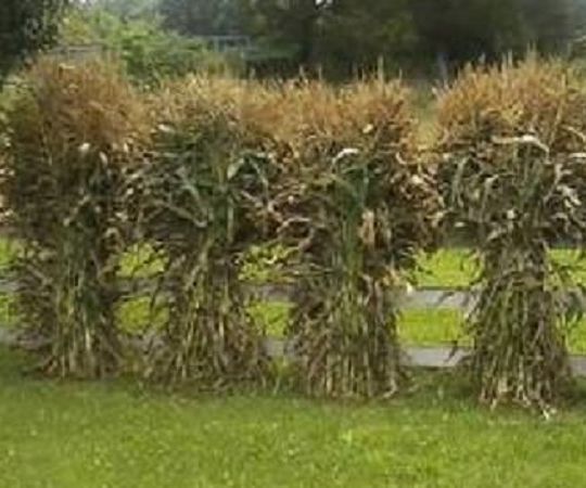 Growing and Freezing Sweet Corn
