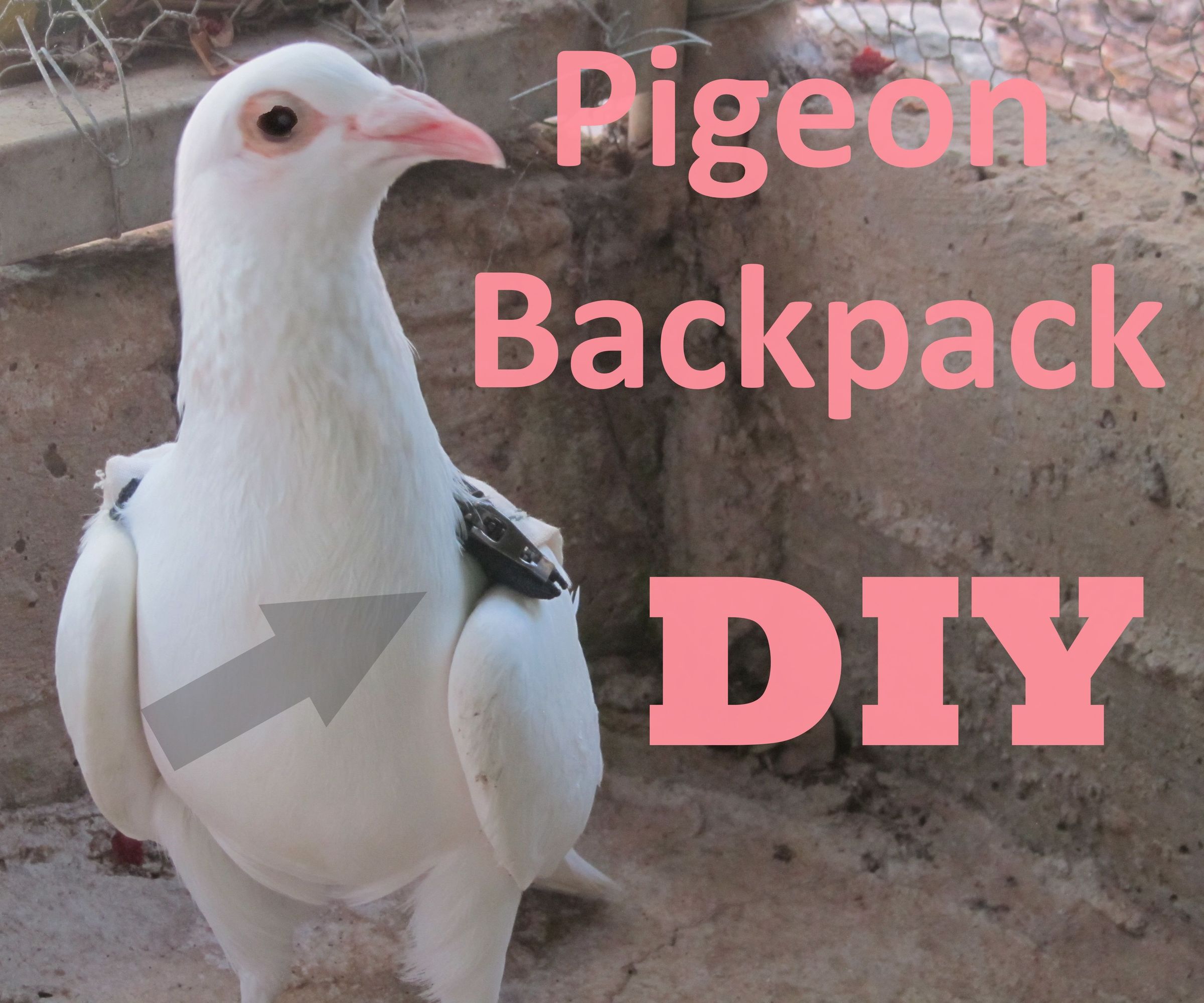 DIY pigeon backpack